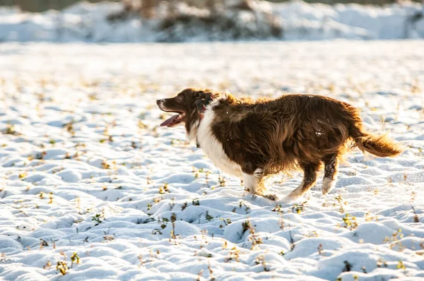 Köpek cinsi İngiliz cocker spaniel