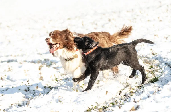 Kardaki köpek. Parkta kış yürüyüşü. Karda evcil hayvan.