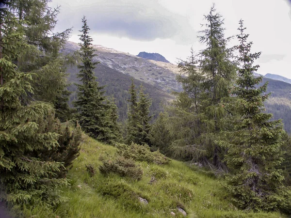 Krajobraz Górskiego Lasu Tatrach Słowacja — Zdjęcie stockowe