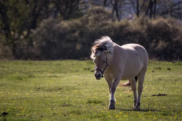 Vit Häst Betar Grönt Gräs Ängen Våren — Stockfoto