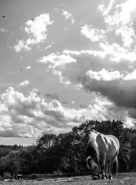 Graustufen Eines Pferdes Das Auf Einem Feld Steht — Stockfoto