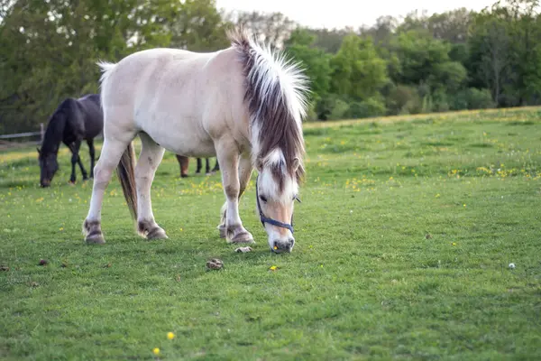 Красивая Лошадь Природе — стоковое фото