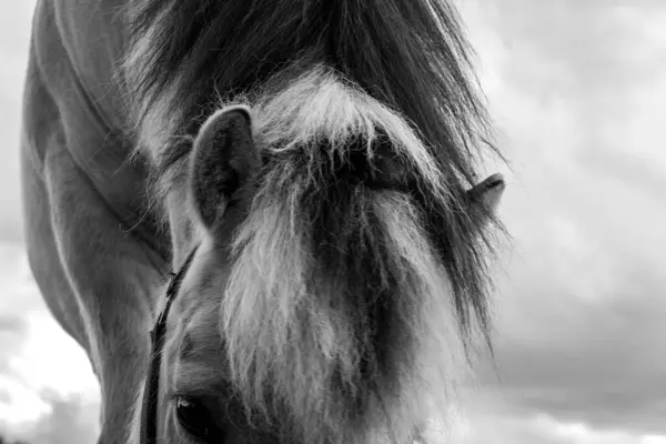 Preto Retrato Branco Cavalo Jovem Close — Fotografia de Stock
