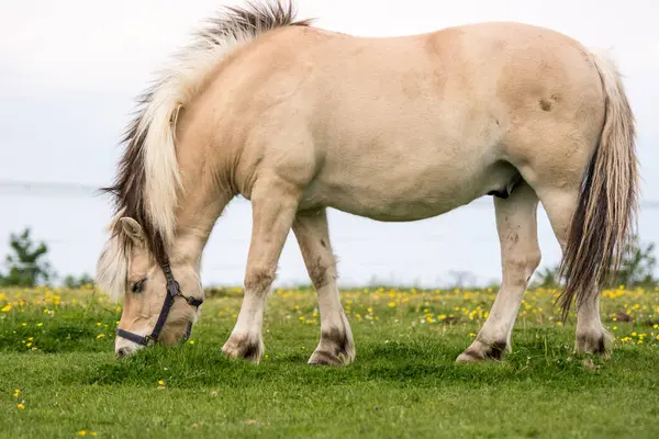 Άλογο Ένα Χωράφι Μια Ηλιόλουστη Μέρα Σειρά — Φωτογραφία Αρχείου