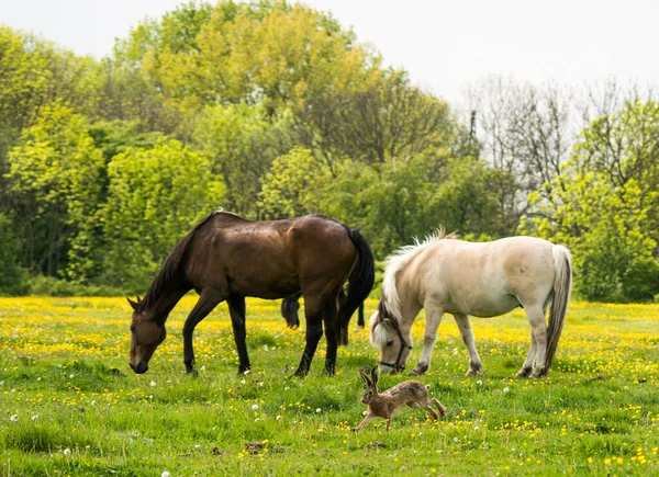 Young White Foal Field Green Grass Spring — Stock Photo, Image