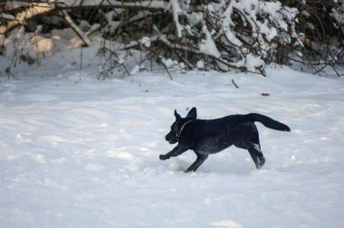 Siyah beyaz köpek karda oynuyor.