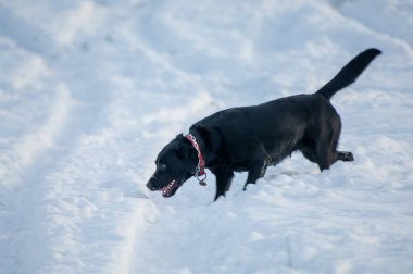 Karda oynayan köpek