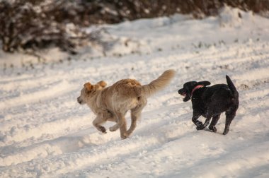 Bir kış akşamı karlı bir ormanda koşan iki labrador av köpeği.