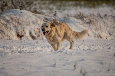 Köpek kışın karda koşuyor.