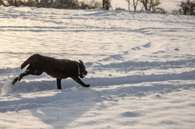 Bir köpek kışın karda koşar.