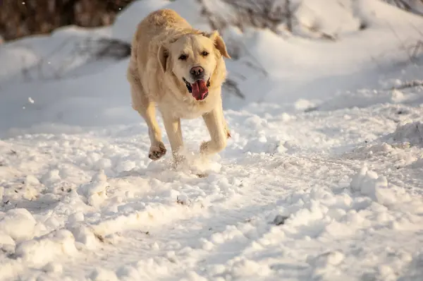 golden retriever dog running on snow in forest. winter day