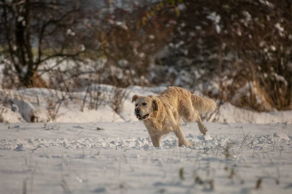 Kışın karda bir labrador.