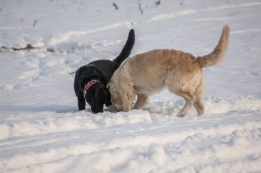 Parkta oynayan bir Labrador Retriever.