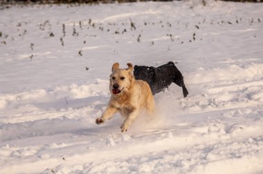 Karda koşan Alman çoban köpeği.