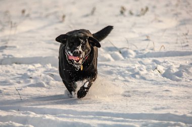 Labrador köpek karda oynuyor