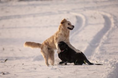 Kış karında oynayan köpekler.