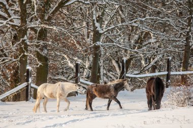 Kış manzarası içinde atlar