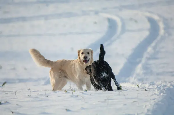 labrador retriever dog playing with snow.
