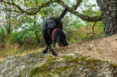 Ormanda siyah bir köpekle yürü.