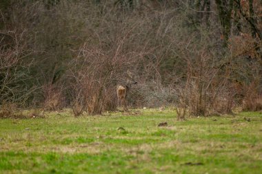 Ormanda kırmızı geyik, geyik, kış mevsiminde geyik