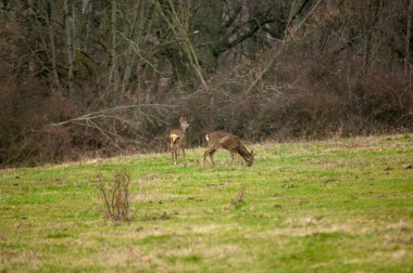 Ormandaki bir arazide geyik