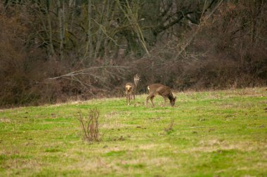 Ormandaki yabani Karaca