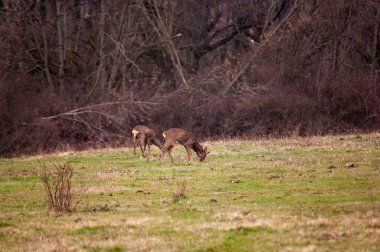 Ulusal parkta kırmızı geyik (canaphus cervus elaphus)