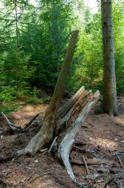 R.C. Araba Seferi Pratiği Rock