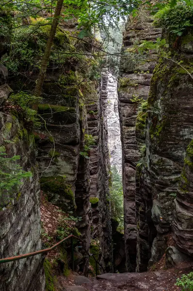 a vertical shot of a rock in the forest