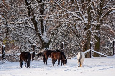 Atlar kışın karla kaplı bir çayırda otluyor..
