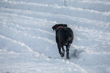 Kara köpek karlı arazide koşuyor.