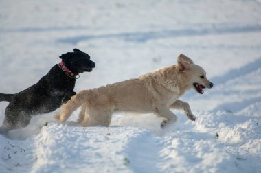 Köpek doğurmak Amerikan Staffordshire Terrier