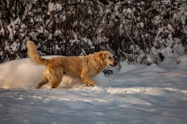 Karda oynayan köpek.