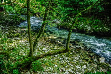 Slovenya Ulusal Parkları 'nda geziniyor.