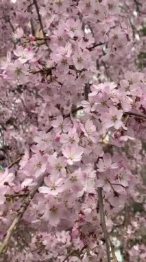 Güzel pembe sakura kiraz çiçeği çiçek Bahar, Japonya Tokyo