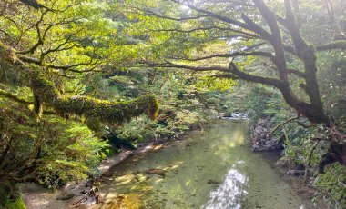 Japonya 'da Yaku-Shima' da su birikintisi olan kırsal dağ yürüyüş yolu.