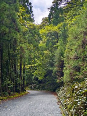 Japon Yaku-Shima yolu ile dikey kırsal dağ yürüyüş yolu
