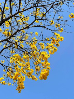 Japonya 'da açık havada mavi gökyüzü olan sarı çiçek ağacı.