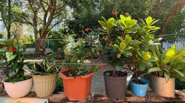 Bahçedeki yeşil bitkiler ve çiçekler