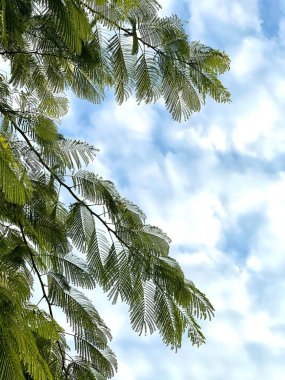 Dikey açık yeşil yapraklar, beyaz bulutlar ve boş boşluklu mavi gökyüzü.