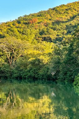 Dikey doğal fotoğraf, Sibirya beyaz turna kuşları, göl ve dağ yansıması.