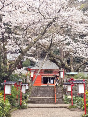 Geleneksel retro tapınak, kiraz ağaçları ve sakura çiçekleriyle dikey Japonya açık hava parkı.