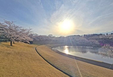 Japonya açıkhava parkı, göl, kiraz ağaçları ve sakura çiçekleri.