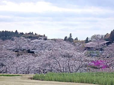 Japon parkında kiraz çiçeği ağacı ve yeşil bitkiler.
