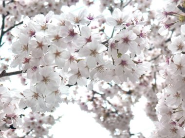 Japon parkındaki beyaz sakura kiraz çiçeği ağacı.