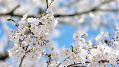 Yakın plan beyaz sakura çiçekleri, Nagoya Japonya 'da kiraz ağaçları.