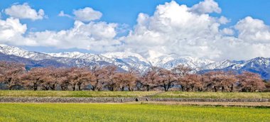 Yeşil tarlalı doğal manzara fotoğrafı, ağaçlar, karlı dağ ve Nagoya Japonya 'da mavi gökyüzü.