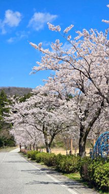 Sakura çiçekleriyle doğal manzara fotoğrafı, kiraz ağaçları, Nagoya Japonya 'da mavi gökyüzü.