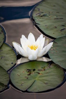 Beyaz su zambağı (Nymphaea alba) gölde çiçek açar..