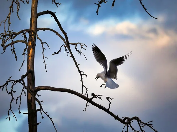 Common Gull Larus Canus Tries Land Tree — Stock Photo, Image
